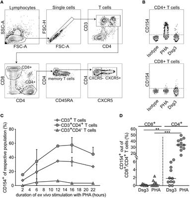 Detection of rare autoreactive T cell subsets in patients with pemphigus vulgaris